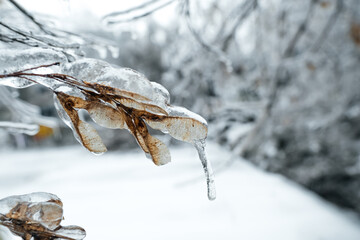 A maple branch with winged dried fruits, covered with ice. Beautiful blue bokeh in the background. High quality photo