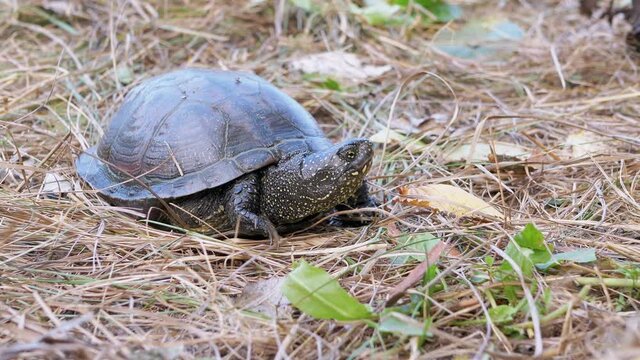 European Pond Turtle Sits in Dry Grass in Deciduous Forest. Large river turtle pokes neck out of shell and slowly moves paws. A reptile with powerful claws, spotted head in wild habitat. 4K. Close up.