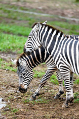 Fototapeta na wymiar couple of common zebras on a rainy day