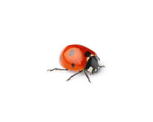 One beautiful red ladybug isolated on white