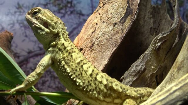 Brown iguana sitting on a tree trunk