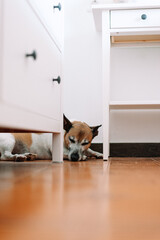 Dog sleeping on the floor with copy space