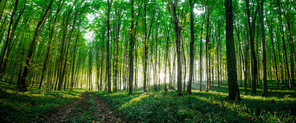panorama summer forest trees. nature green wood sunlight backgrounds.