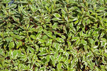The background of the Deren plant is white. A plant species native to Siberia