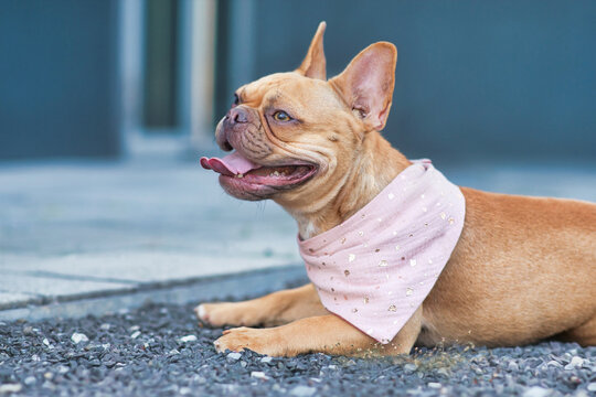 Red panting French Bulldog dog wearing a pink bandanna around neck