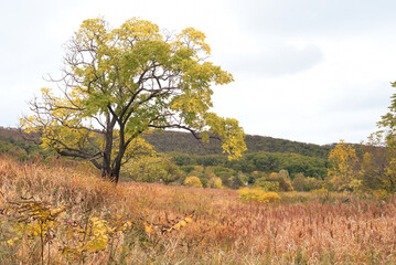 Autumnal landscape with field and trees in Russia