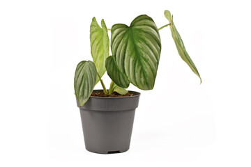 Small 'Philodendron Mamei Silver Cloud' houseplant with with silver pattern in flower pot on white...