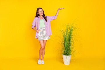 Full length body size view of lovely cheerful girl measuring green plant isolated over shine yellow...
