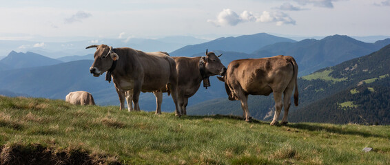 Beef cattle resting in high mountain meadow