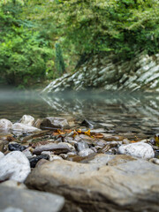 A beautiful, clean, cold mountain river. Fog is spreading over the river. Wet stones and autumn leaves in the foreground. On the other hand, there is a wild forest. Landscape.