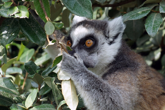 madagascar lemur with orange eyes eats green leaves