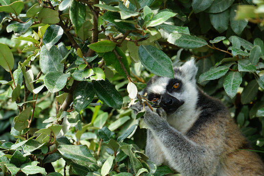 sweet madagascar lemur with orange eyes immersed in green leaves