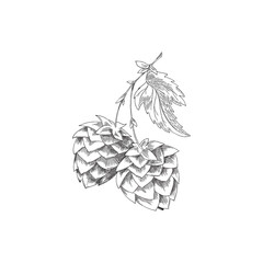 Hob branch with leaves - engraved sketch vector illustration isolated on white background.