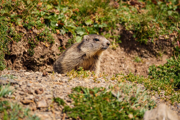Marmotton dans son terrier