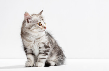 Siberian cat kitten on white background