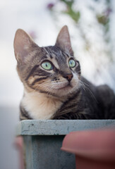 Cat portrait beutiful eyes