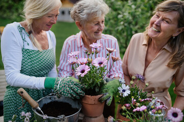 Happy senior women friends planting flowers together outdoors, laughing, community garden concept.