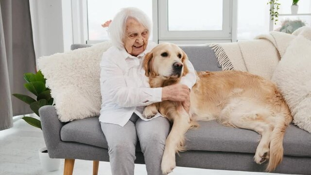 Elderly woman sitting with golden retriever dog on the sofa and petting him