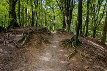Walking through the Speulder forest on the Veluwe with the many crooked trees, therefore also known...