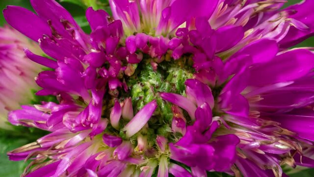 Aster flower timelapse