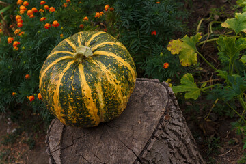 Big striped pumpkin on marigold flowers background. Organic fresh farm vegetables, seasonal autumn harvest, vegan food, healthy diet