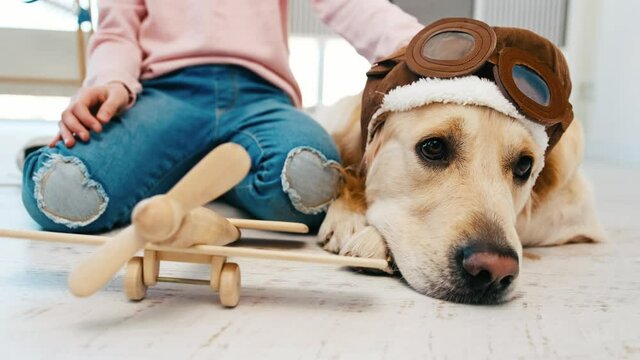 Golden retriever dog wearing pilot glasses lying and little girl petting him. Closeup portrait