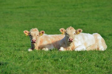 Charolais-Rinder des Ökobauern auf der Weide im süddeutschen Mittelgebirge, Odenwald, Hessen,...