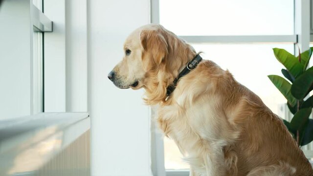 Golden retriever dog sitting on the floor and looking out the window