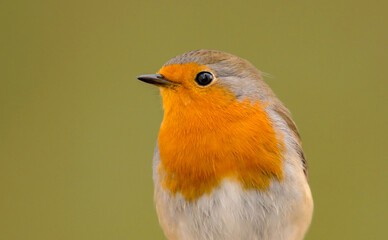 Robin bird close up