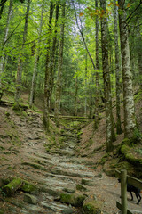 green forest in Irati in autumn