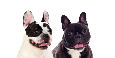 Cute looking black and white french bulldog dogs
