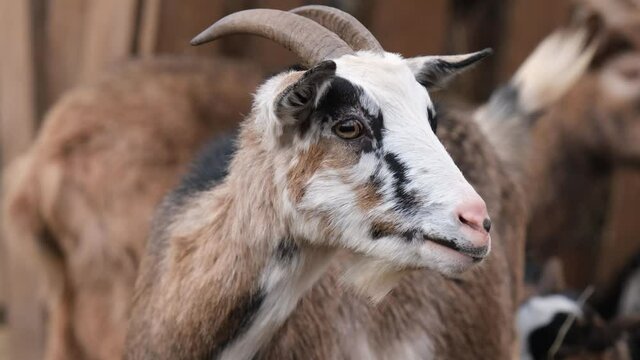 Closeup portrait of multicolor goat standing and looking from side to side outside in zoo