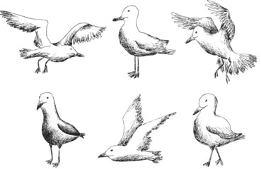 Obraz premium Freehand drawing vector abstract sketches. Set of outline images of seagulls. Line sketches of birds in different poses and angles. Vintage graphic arts on a transparent background. Pattern eps