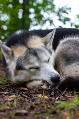 Obraz premium Sleeping husky dog. Tired husky sleeps in nature.