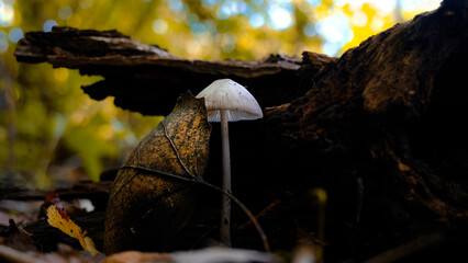 Autumn scene with a dry leaf and a mushroom