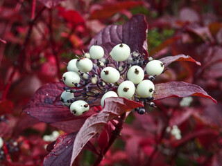 White berries of Red-osier dogwood (Cornus sericea) on a branch with red leaves. Plant for...