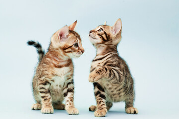 Fototapeta na wymiar Funny Spotted Bengal kittens with beautiful big green eyes. Lovely fluffy playful cats. Free space for text. Blue background.