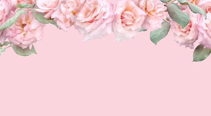 Floral banner, header with copy space. Pink roses isolated on dark grey background. Natural flowers wallpaper or greeting card.