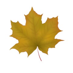 Autumn  maple leaf