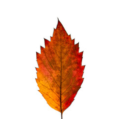 isolated image of colorful autumn leaf close up