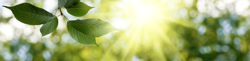 horizontal image of a tree branch with leaves on sun rays background