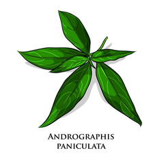 Vector Andrographis paniculata leaf ( Kariyat ) and powder in mortar with herbal capsule on white backgground. Thai herb medicine plant concept. - obrazy, fototapety, plakaty