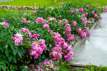 Fototapeta na wymiar Lush flowering bushes of pink peonies