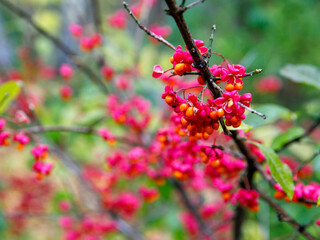 Fruit of European Spindle (Euonymus europaeus). European or Common Spindle is a ornamental shrub or small tree. All parts are poisonous. The hard wood was in the past used for making wool spindles.