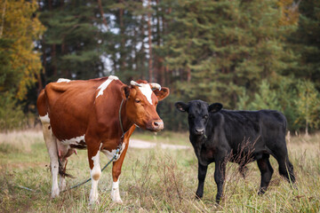Red cow and black calf graze in a field against a background of greenery