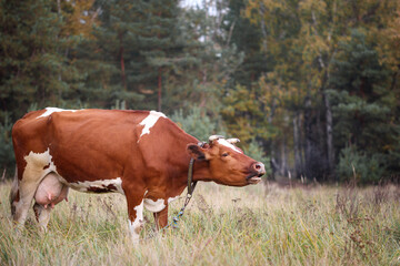Red and white cow grazing on a background of greenery