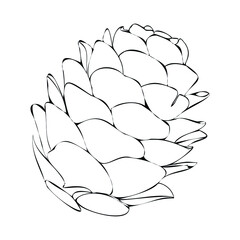 Vector illustration of a fir cone. Silhouette of a pine cone. Christmas element for composition. Pine cone as a symbol of winter. Linear spruce cone.
