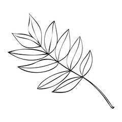 Vector illustration. Linear drawing of twigs with leaves. Botany element. Autumn twigs.