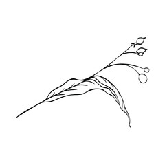Vector illustration. Linear drawing of a blooming twig. Botany element. Autumn leaves for coloring.
