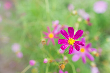 Cosmos flowers beautiful in the garden. Close-up. Postcard. Space for your text.	